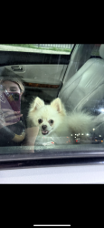 Lost Male Dog last seen S HURON RD, Belleville, MI 48111