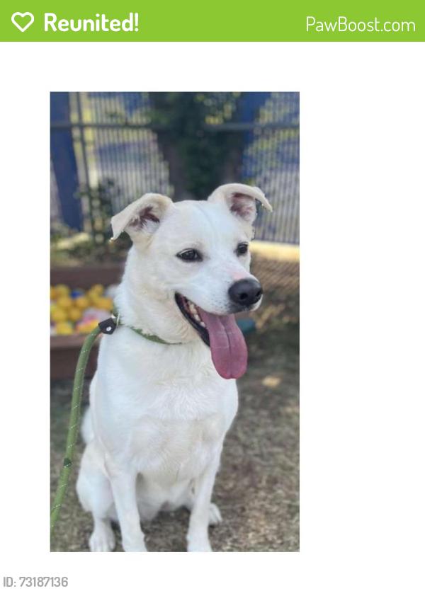 Reunited Female Dog last seen Chestnut Dr and Corn Valley, Grand Prairie, TX 75052