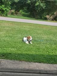 Reunited Female Dog last seen East Park St and Gibson St, Eau Claire, PA 16030