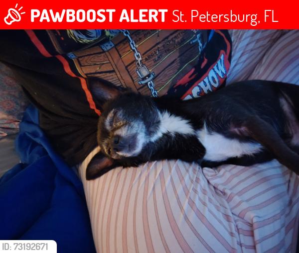 Lost Male Dog last seen Near apmts, St. Petersburg, FL 33711