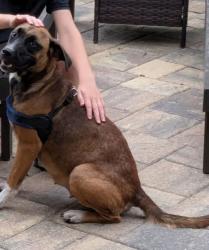 Found/Stray Female Dog last seen Crenshaw lake rd and US 41, Lake Magdalene, FL 33548