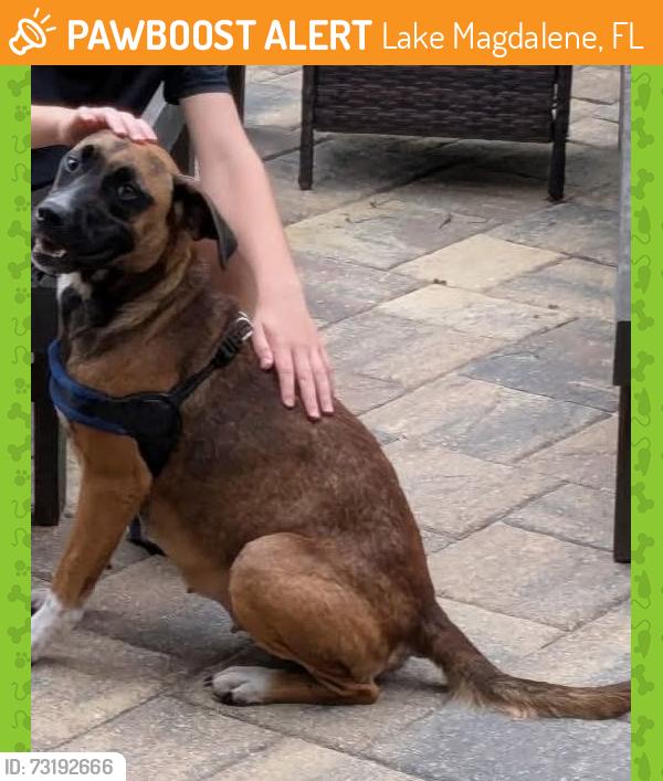 Found/Stray Female Dog last seen Crenshaw lake rd and US 41, Lake Magdalene, FL 33548