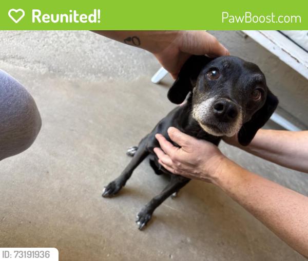 Reunited Male Dog last seen Wawona St, Manteca, CA 95337, USA, Manteca, CA 95337