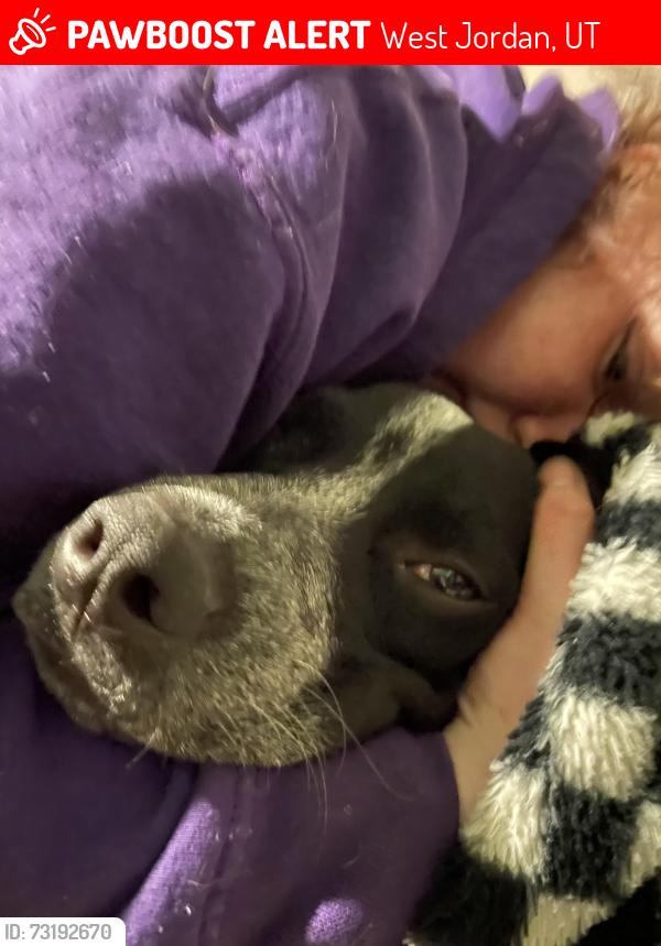 Lost Male Dog last seen Seen wandering the neighborhood, West Jordan, UT 84081