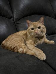 Reunited Male Cat last seen Puritas Ave, Cleveland, OH 44135