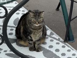 Reunited Female Cat last seen Near nod st Knoxville 37932, Knoxville, TN 37932