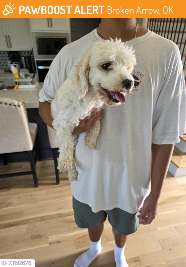 Found/Stray Female Dog last seen S Hemlock Ave, Broken Arrow, OK 74011