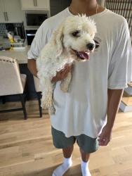 Found/Stray Female Dog last seen S Hemlock Ave, Broken Arrow, OK 74011