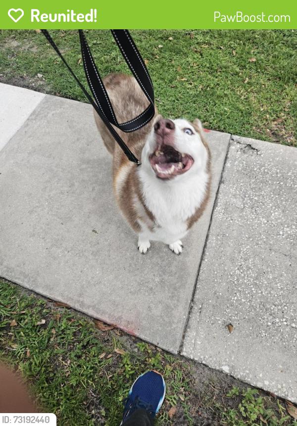 Reunited Male Dog last seen Mellowood and Pine Meadows, Orlando, FL 32825