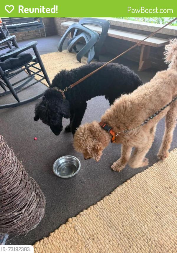 Reunited Male Dog last seen Near 32nd st, Huntington, WV 25704
