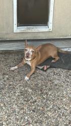 Reunited Male Dog last seen Near North Carolina Park, Conroe, TX 77302, USA, Conroe, TX 77302