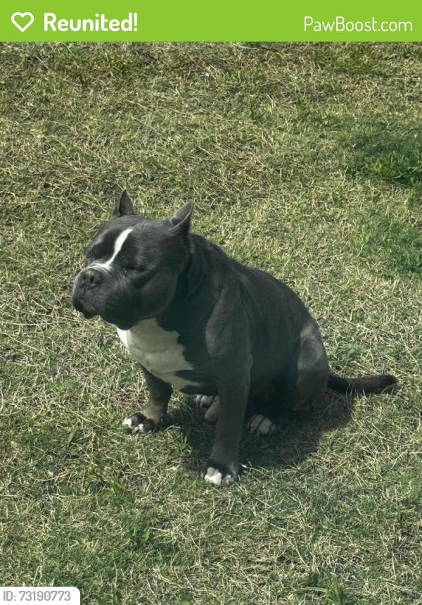 Reunited Male Dog last seen Sonoma Verde, Rockwall, TX 75032