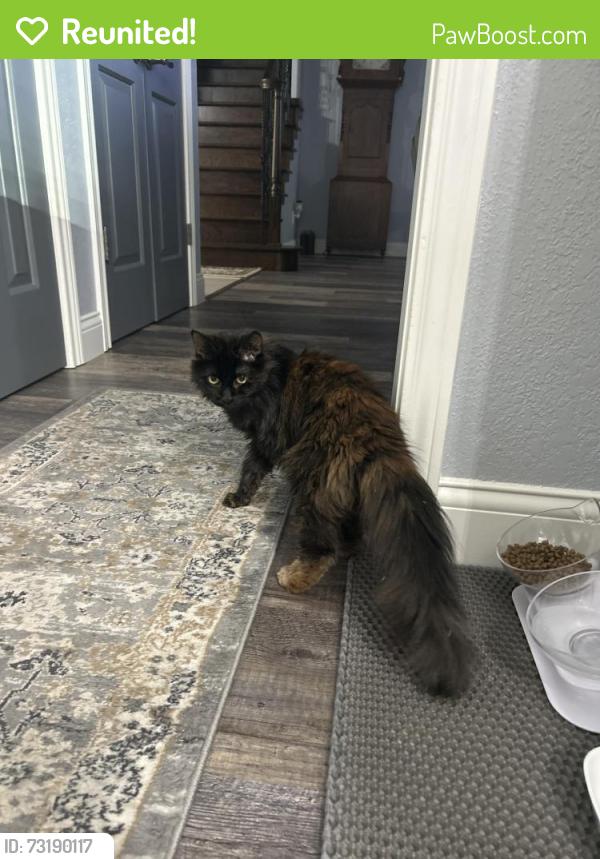 Reunited Female Cat last seen Parkview Dr Friendswood, Friendswood, TX 77546