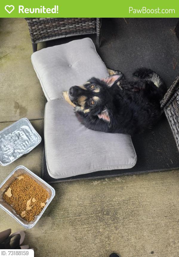 Reunited Female Dog last seen Cheek Road and Junction, Durham, NC 27704