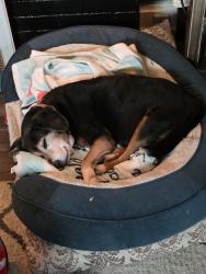 Reunited Male Dog last seen 4th and Markison, Columbus, OH 43207