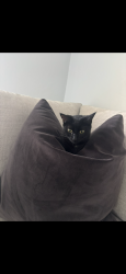 Reunited Female Cat last seen Forest hill, Lake Worth Beach, FL 33461