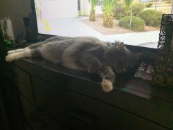 Reunited Female Cat last seen Bundy Canyon Road, Wildomar, CA 92595
