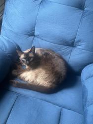 Lost Female Cat last seen Near Garden Sage Dr, Oviedo, FL 32765