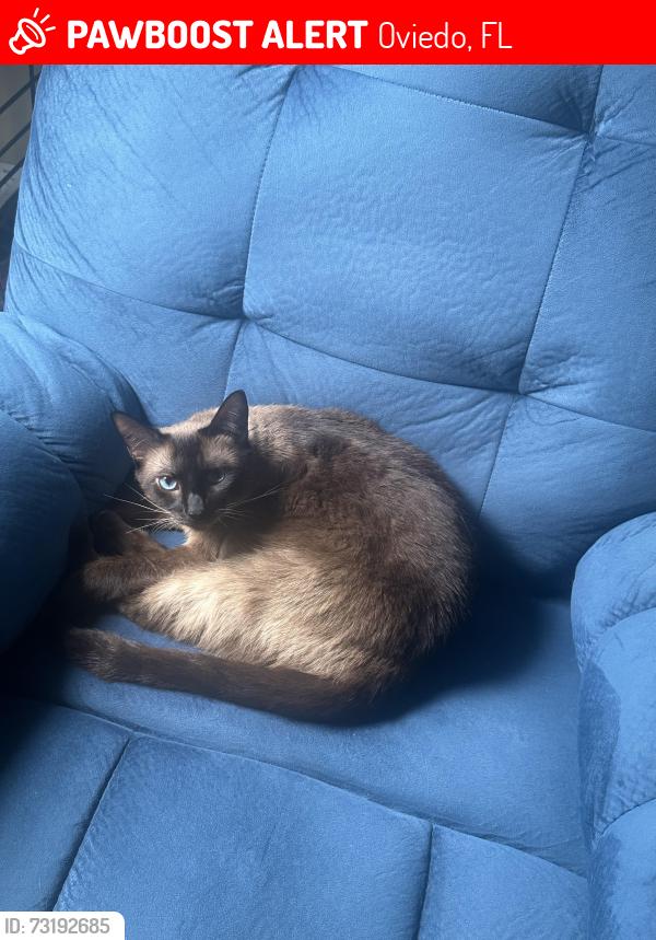 Lost Female Cat last seen Near Garden Sage Dr, Oviedo, FL 32765