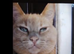 Lost Male Cat last seen Carolina St, Daphne, AL 36526