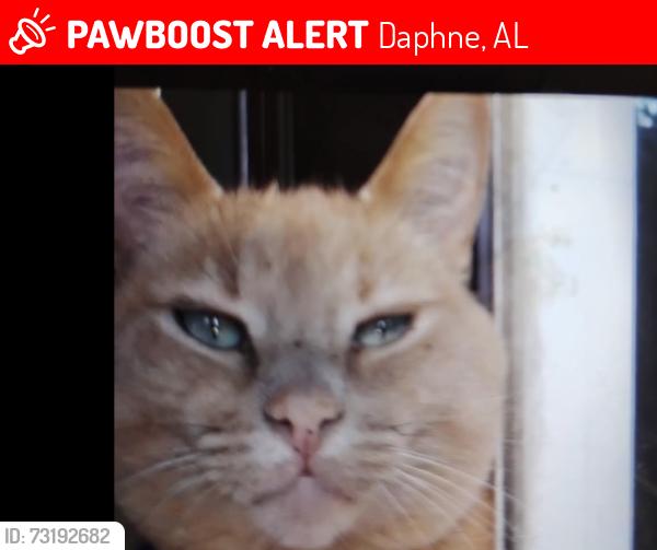 Lost Male Cat last seen Carolina St, Daphne, AL 36526