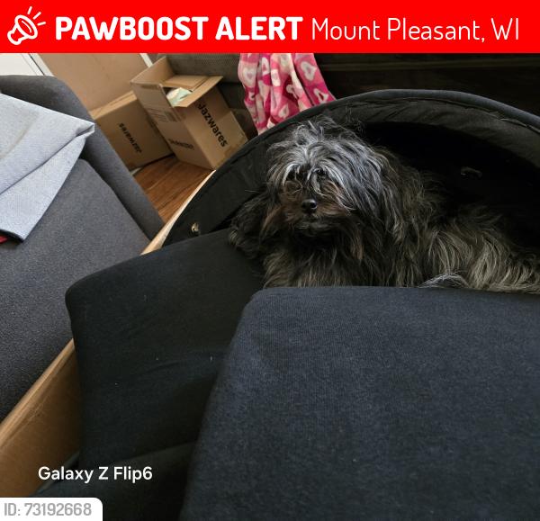 Found/Stray Female Dog last seen Near hickory grove ave, Mount Pleasant, WI 53403