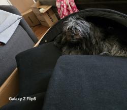 Found/Stray Female Dog last seen Near hickory grove ave, Mount Pleasant, WI 53403