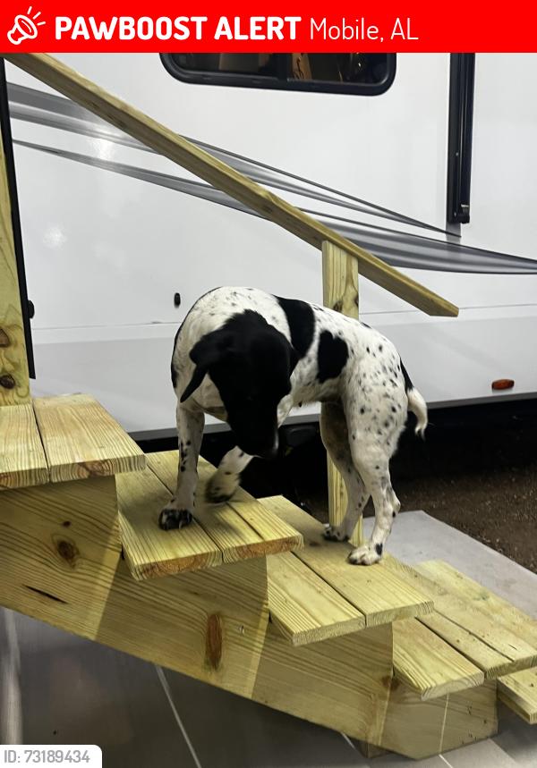 Lost Female Dog last seen Novatan Rd, Mobile, AL 36608