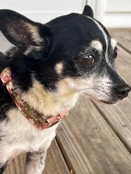 Found/Stray Female Dog last seen Near w, Sullivan County, TN 37617