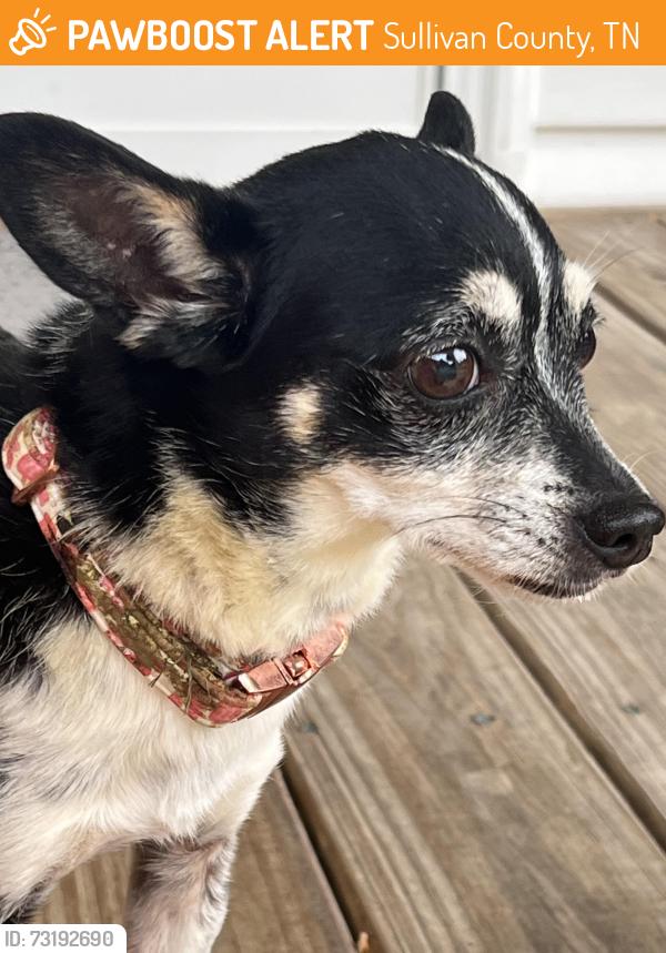 Found/Stray Female Dog last seen Near w, Sullivan County, TN 37617