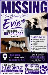 Reunited Male Cat last seen Towson town place apmts, Towson, MD 21239
