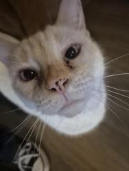 Reunited Female Cat last seen NE 72nd Way, Vancouver, WA 98665