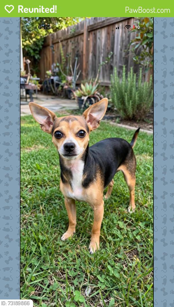 Reunited Male Dog last seen Main st ferry st, Newark, NJ 07104