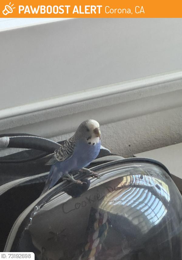 Rehomed Female Bird last seen Corona business park, Corona, CA 92882