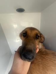 Shelter Stray Female Dog last seen Near RICO RD, Palmetto, GA, 1251 Fulton Industrial Blvd NW, Atlanta, GA 30336, USA