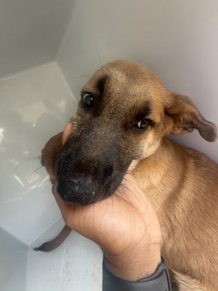 Shelter Stray Female Dog last seen Near RICO RD, Palmetto, GA, 1251 Fulton Industrial Blvd NW, Atlanta, GA 30336, USA