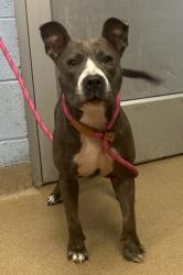 Shelter Stray Female Dog last seen Near Central Drive Stone Mountain, GA 30083, 30083, GA, 3280 Chamblee Dunwoody Rd, Chamblee, GA 30341, USA