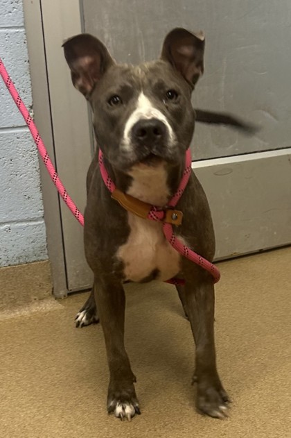 Shelter Stray Female Dog last seen Near Central Drive Stone Mountain, GA 30083, 30083, GA, 3280 Chamblee Dunwoody Rd, Chamblee, GA 30341, USA