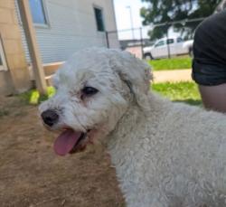 Shelter Stray Male Dog last seen Farm Rd (just outside HSMSC), Shelby County,, 935 Farm Rd, Memphis, TN 38134, USA