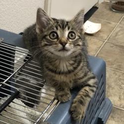 Shelter Stray Female Cat last seen Near Data Dr, Rancho Cordova, CA, 6201 Florin Perkins Rd, Sacramento, CA 95828, USA