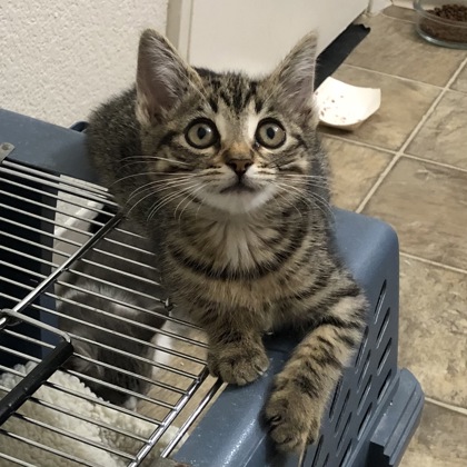 Shelter Stray Female Cat last seen Near Data Dr, Rancho Cordova, CA, 6201 Florin Perkins Rd, Sacramento, CA 95828, USA