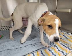 Shelter Stray Male Dog last seen Near Bloomingdale 21, 21216, MD, 2490 Giles Rd, Baltimore, MD 21225, USA
