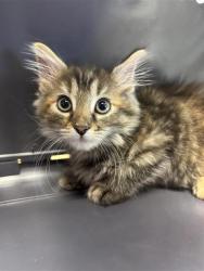 Shelter Stray Female Cat last seen Near NAZARENO ST, Horizon, TX, 5001 Fred Wilson Ave, El Paso, TX 79906, USA