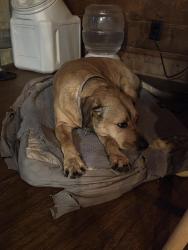 Reunited Female Dog last seen Aquilla Rd, Johnston County, NC 27504