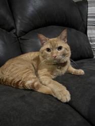 Reunited Male Cat last seen Puritas ave, Cleveland, OH 44135