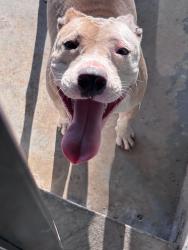 Found/Stray Female Dog last seen Near barberry st, Memphis, TN 38128