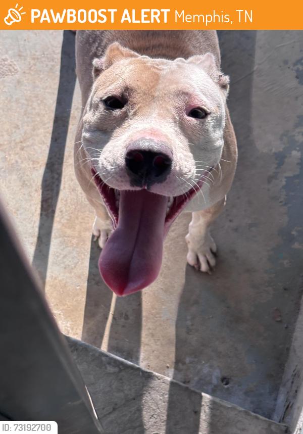 Found/Stray Female Dog last seen Near barberry st, Memphis, TN 38128