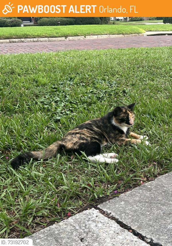 Found/Stray Unknown Cat last seen Beookvilla Ave, Orlando, FL 32803