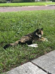 Found/Stray Unknown Cat last seen Beookvilla Ave, Orlando, FL 32803