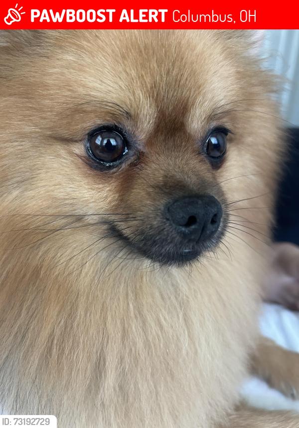 Lost Male Dog last seen duchene ln whitehall/ columbus, Columbus, OH 43213